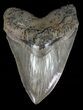 Massive, Megalodon Tooth - Serrated Blade #57186-1